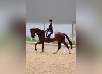 Bavarian Warmblood, Mare, 14 years, 16,2 hh, Chestnut