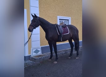 Bavarian Warmblood, Mare, 14 years, 16,2 hh