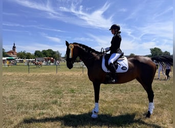 Bavarian Warmblood, Mare, 14 years, 17.1 hh, Bay-Dark