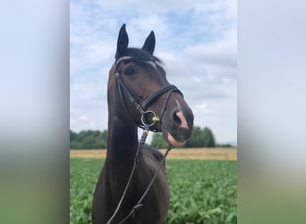 Bavarian Warmblood, Mare, 14 years, 17.1 hh, Bay-Dark