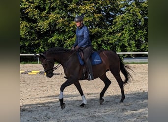 Bavarian Warmblood, Mare, 14 years, 17 hh, Brown