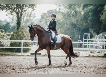 Bavarian Warmblood, Mare, 14 years, 17 hh, Brown