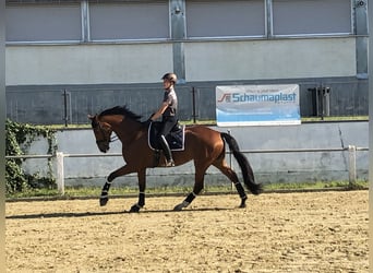 Bavarian Warmblood, Mare, 14 years, 17 hh, Brown