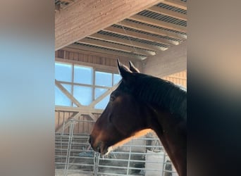 Bavarian Warmblood, Mare, 14 years, 17 hh, Brown