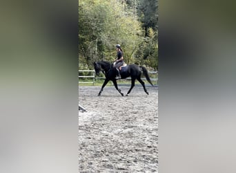 Bayerisches Warmblut, Stute, 15 Jahre, 16,1 hh, Rappe