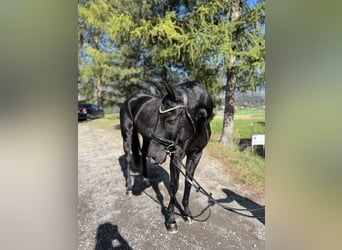 Bayerisches Warmblut, Stute, 15 Jahre, 16,1 hh, Rappe