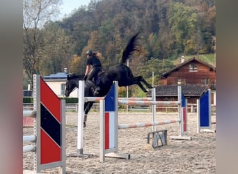 Bavarian Warmblood, Mare, 15 years, 16,1 hh, Black