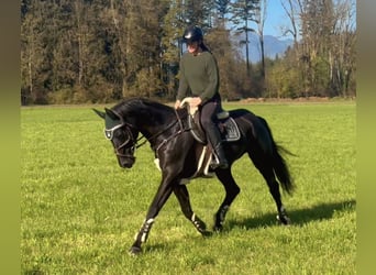 Bavarian Warmblood, Mare, 15 years, 16,1 hh, Black