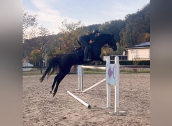 Bavarian Warmblood, Mare, 15 years, 16,1 hh, Black