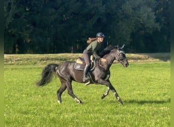 Bavarian Warmblood, Mare, 15 years, 16,1 hh, Black