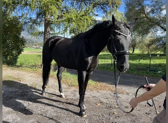 Bayerisches Warmblut, Stute, 15 Jahre, 16,1 hh, Rappe