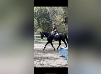 Bayerisches Warmblut, Stute, 15 Jahre, 16,1 hh, Rappe