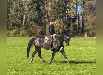 Bavarian Warmblood, Mare, 15 years, 16,1 hh, Black