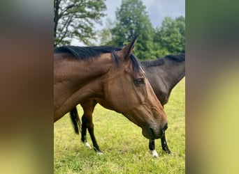 Bavarian Warmblood, Mare, 15 years, 16,1 hh, Brown