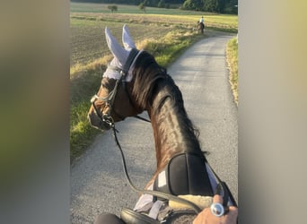 Bavarian Warmblood, Mare, 15 years, 16.2 hh, Bay-Dark