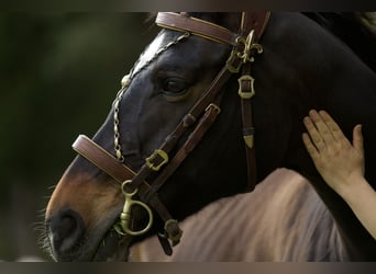 Bavarian Warmblood, Mare, 15 years, 16,2 hh, Brown