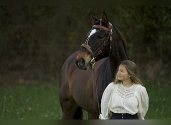 Bavarian Warmblood, Mare, 15 years, 16,2 hh, Brown