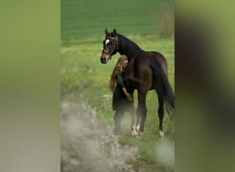 Bavarian Warmblood, Mare, 15 years, 16,2 hh, Brown