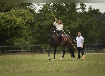 Bavarian Warmblood, Mare, 15 years, 16,2 hh, Brown