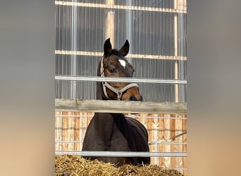 Bavarian Warmblood, Mare, 15 years, 16 hh, Brown