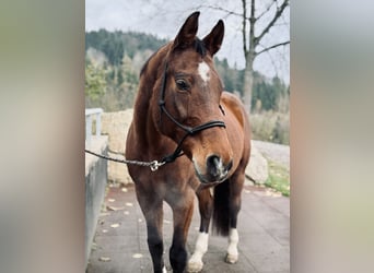 Bavarian Warmblood, Mare, 15 years, 16 hh, Brown