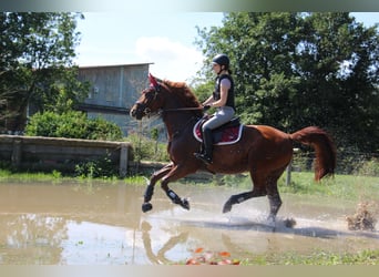 Bavarian Warmblood, Mare, 15 years, 16 hh, Chestnut-Red