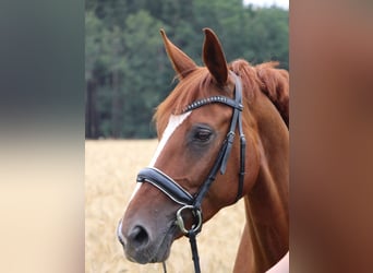 Bavarian Warmblood, Mare, 15 years, 16 hh, Chestnut-Red