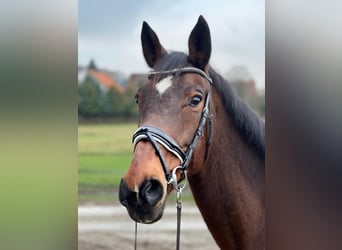 Bavarian Warmblood, Mare, 15 years, 16,1 hh, Brown