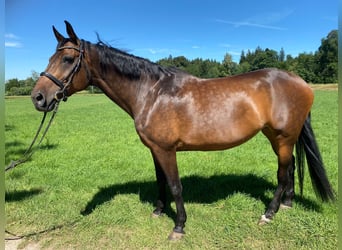 Bavarian Warmblood, Mare, 15 years, 17.1 hh, Brown
