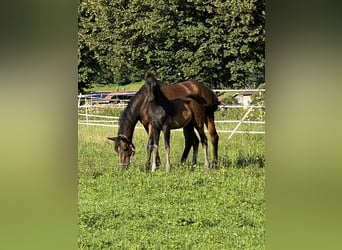 Bavarian Warmblood, Mare, 16 years, 15,2 hh, Brown