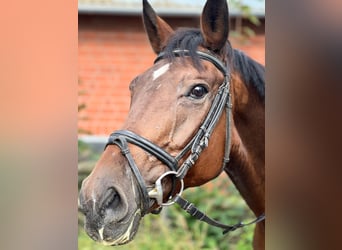 Bavarian Warmblood, Mare, 16 years, 16.1 hh, Brown