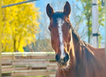 Bavarian Warmblood, Mare, 16 years, 16,1 hh, Brown