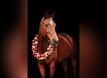 Bavarian Warmblood, Mare, 16 years, 16.1 hh, Brown