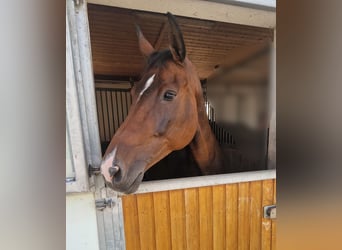 Bavarian Warmblood, Mare, 16 years, 16.2 hh, Brown