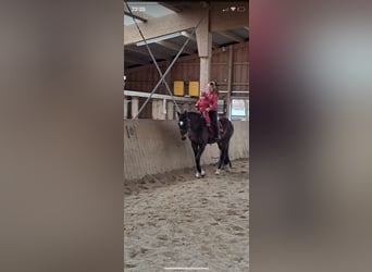 Bavarian Warmblood, Mare, 16 years, 16,2 hh, Brown