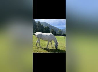 Bayerisches Warmblut, Stute, 16 Jahre, 16,2 hh, Schimmel