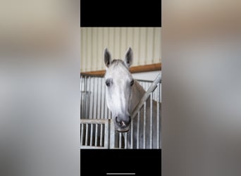 Bavarian Warmblood, Mare, 16 years, 16,2 hh, Gray