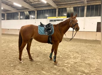 Bavarian Warmblood, Mare, 16 years, 16 hh, Chestnut-Red