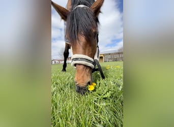 Bavarian Warmblood, Mare, 16 years, 16,1 hh, Brown
