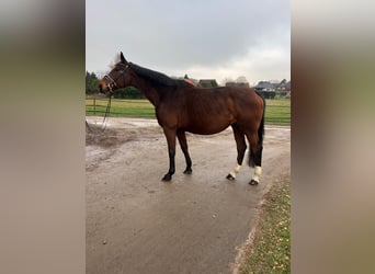 Bavarian Warmblood, Mare, 16 years, 16,1 hh