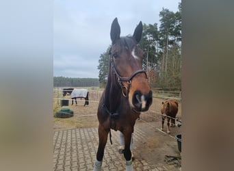 Bavarian Warmblood, Mare, 16 years, 17,1 hh, Brown