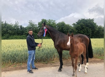 Bavarian Warmblood, Mare, 16 years, 17 hh, Brown