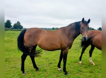 Bavarian Warmblood, Mare, 16 years, 17 hh, Brown