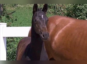 Bavarian Warmblood, Mare, 16 years, Chestnut-Red