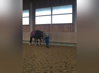 Bavarian Warmblood, Mare, 17 years, 16.1 hh, Chestnut