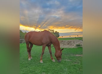 Bavarian Warmblood, Mare, 17 years, 16.1 hh, Chestnut-Red