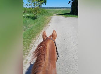 Bavarian Warmblood, Mare, 17 years, 16.1 hh, Chestnut-Red