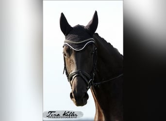 Bavarian Warmblood, Mare, 17 years, 16 hh, Smoky-Black