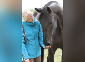 Bavarian Warmblood, Mare, 17 years, 16 hh, Smoky-Black