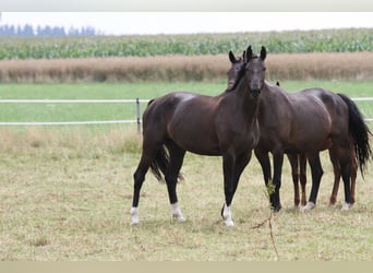 Bavarian Warmblood, Mare, 17 years, 16 hh, Smoky-Black